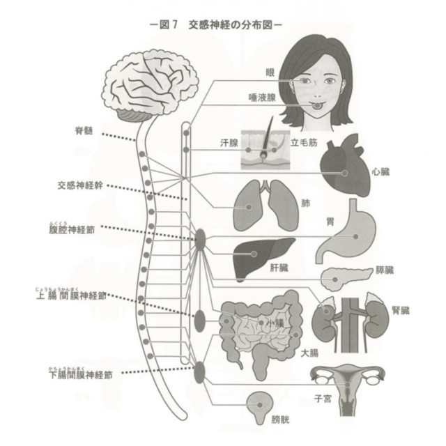 ストレスの正体～自律神経が体に及ぼす影響～】その7 - カイロプラクティックをはじめるなら｜全国健康生活普及会（全健会）